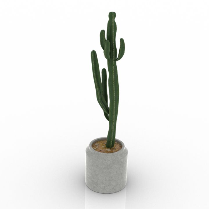 Cactus Free 3D Models